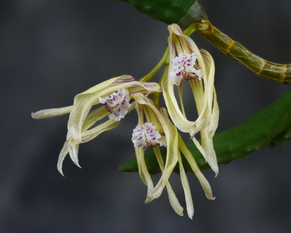 Orchids: Dendrobium — Our Plants — TropicalExotique